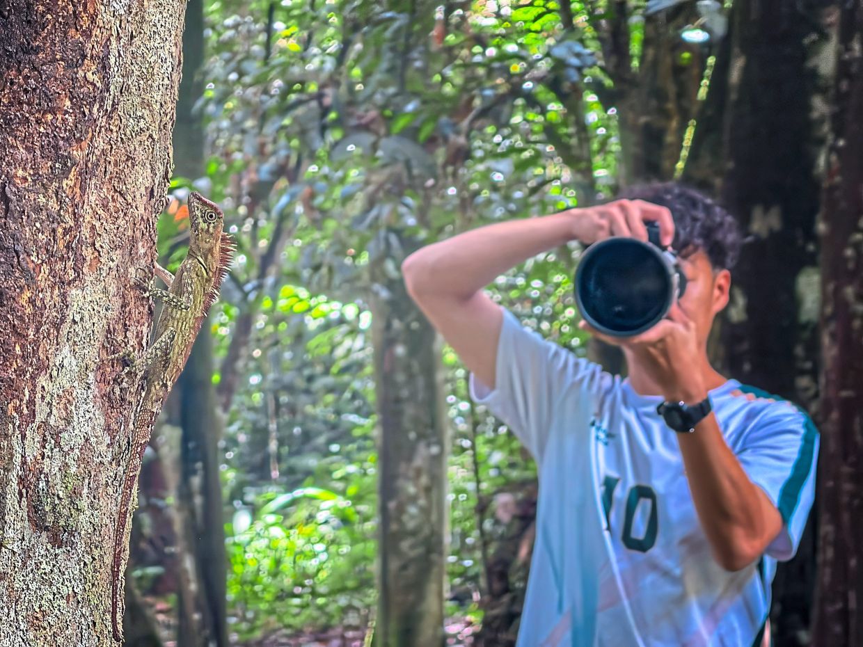 A forest lizard holds still on a tree trunk as a photographer tries to get the perfect shot. 