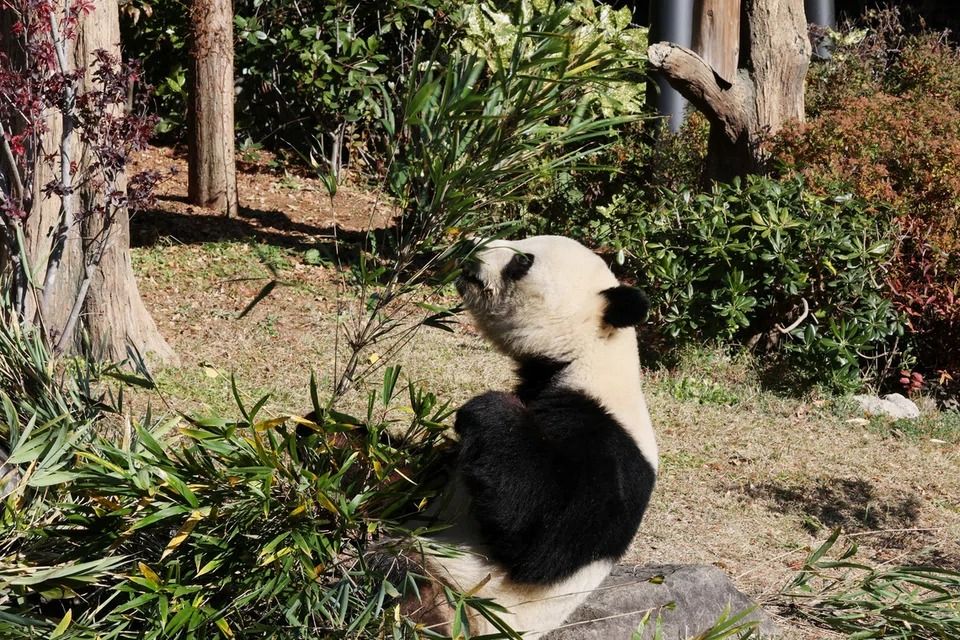 Japan’s last two giant pandas are headed to China and fans just cannot bear it