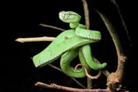 Step into the jungle with a headlamp for a secret nature wonderland