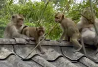 Too much monkey business: Gum-Gum rep appeals for an end to wildlife nuisance, infrastructure woes