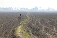 Iraq's dreams of wheat independence dashed by water crisis