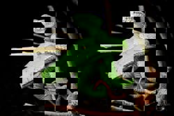 Step into the jungle with a headlamp for a secret nature wonderland