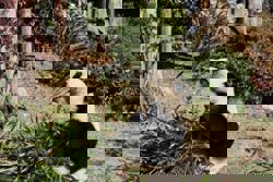 Japan’s last two giant pandas are headed to China and fans just cannot bear it