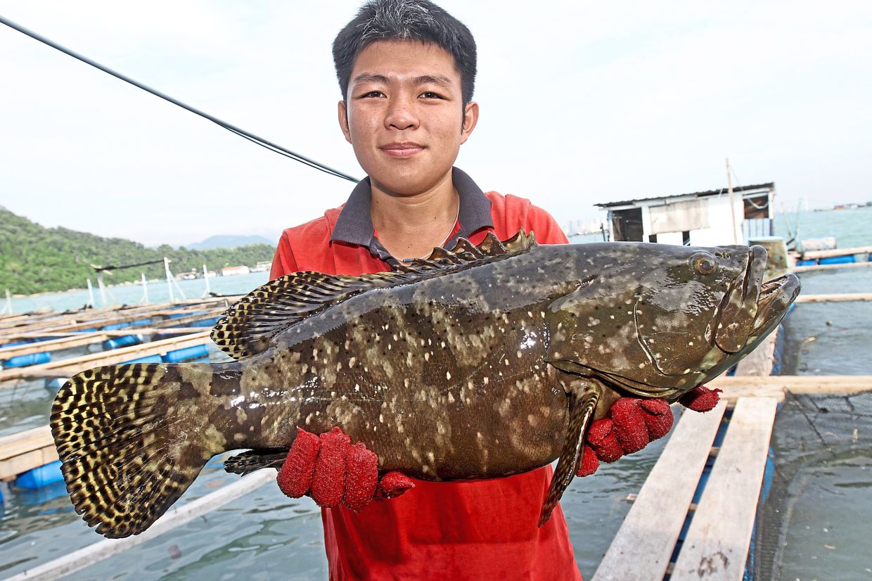 (Left) Eric Wong holding up a 5kg grouper, a fish popular for Chinese New Year celebrations. His family runs an aquafarming business on Pulau Jerejak, where his mother Teoh Lay Suan (above) helps out.