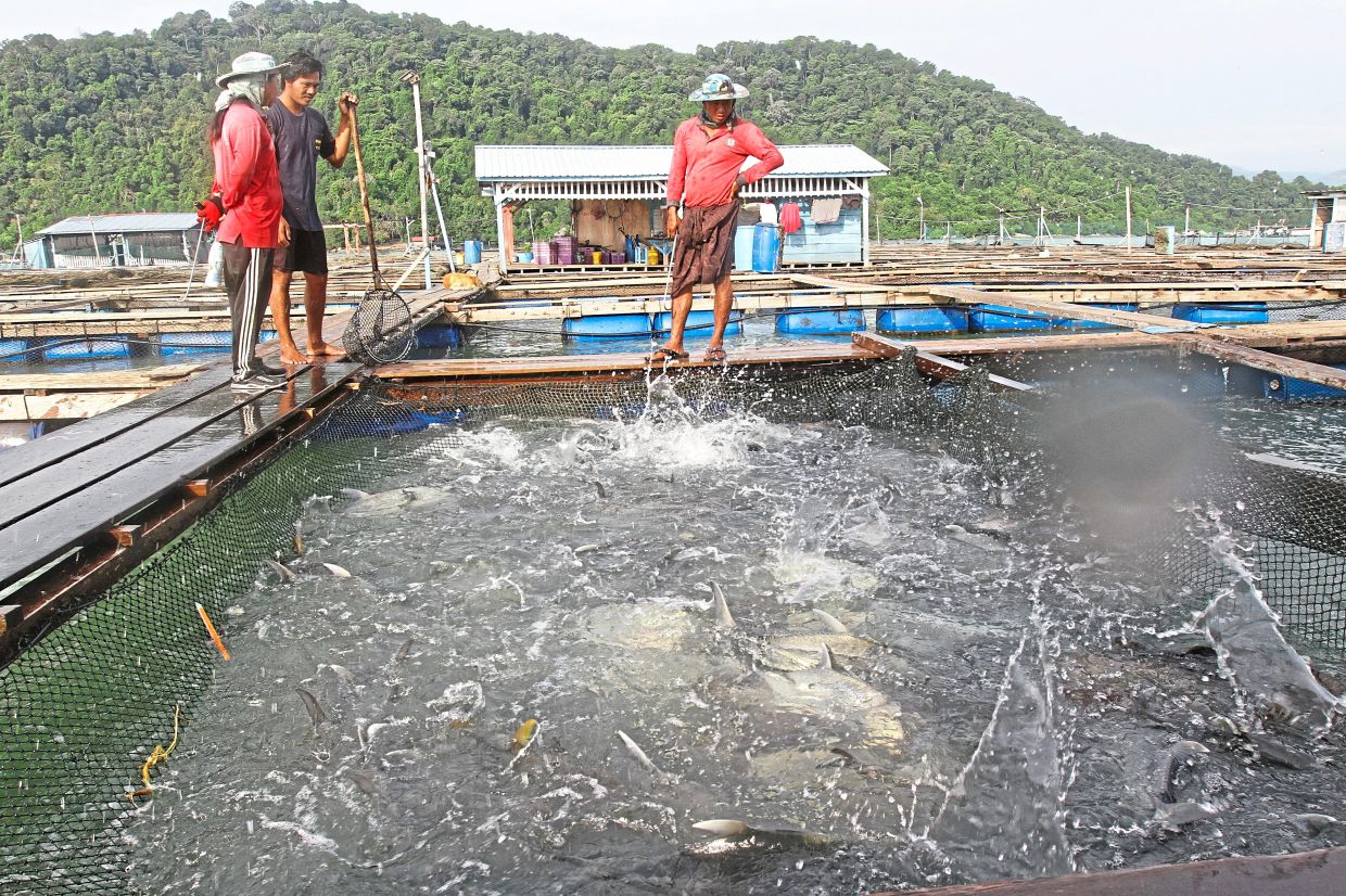 Interview food security exco Fahmi Zainol at Fish Cage at LS Marine Culture Trading in Perairan Pulau Jerejak.( December 12, 2025 )— LIM BENG TATT/The Star