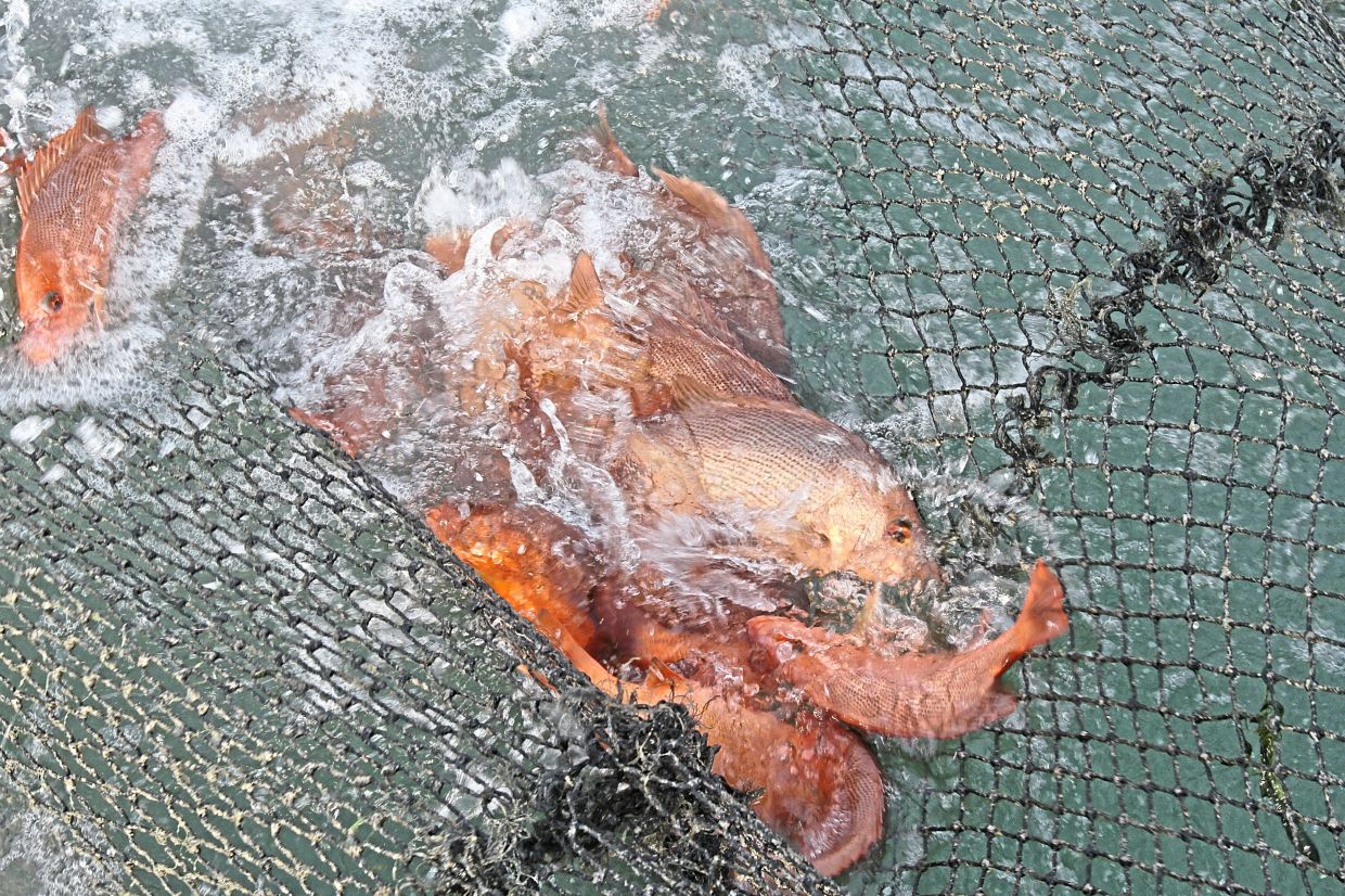 Red snapper, another popular fish being reared at the aquaculture farm in Pulau Jerejak.