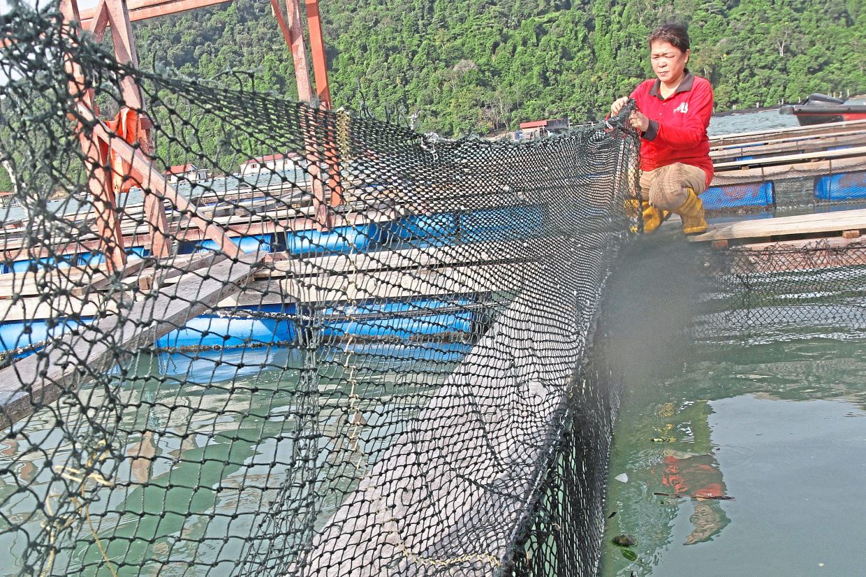Teoh inspects the fish nets at his Pulau Jerejak aquaculture farm, now managed by his son, Eric ( December 12, 2025 )— LIM BENG TATT/The Star
