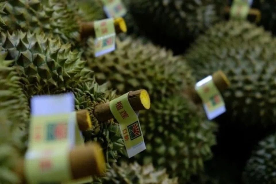 Vietnam’s durian export revenue grows to new highs