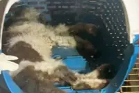 Take action against those responsible for abandoning animals at shuttered vet clinic, says SAFM