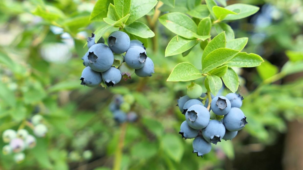 Australian firm to invest A$100mil in Laos berry farming project