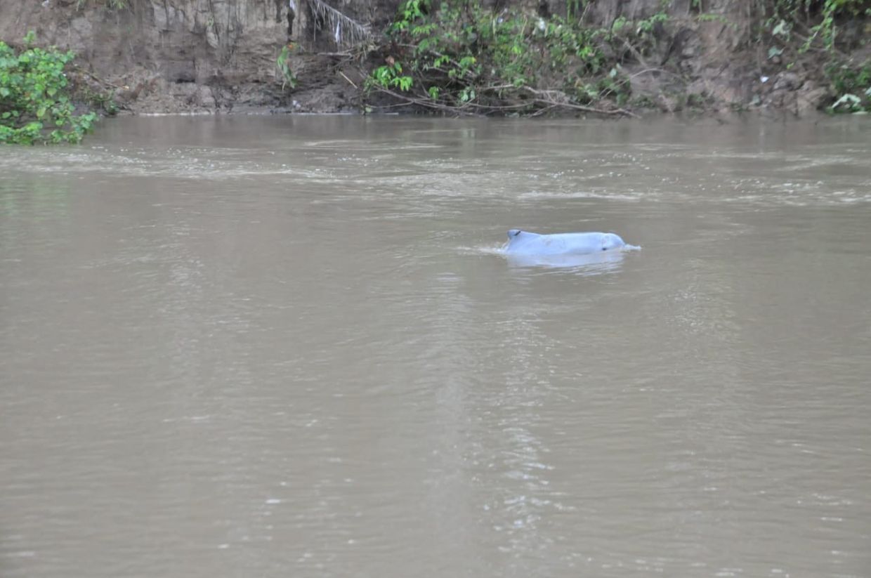 Riau’s viral humpback dolphin found dead in local river