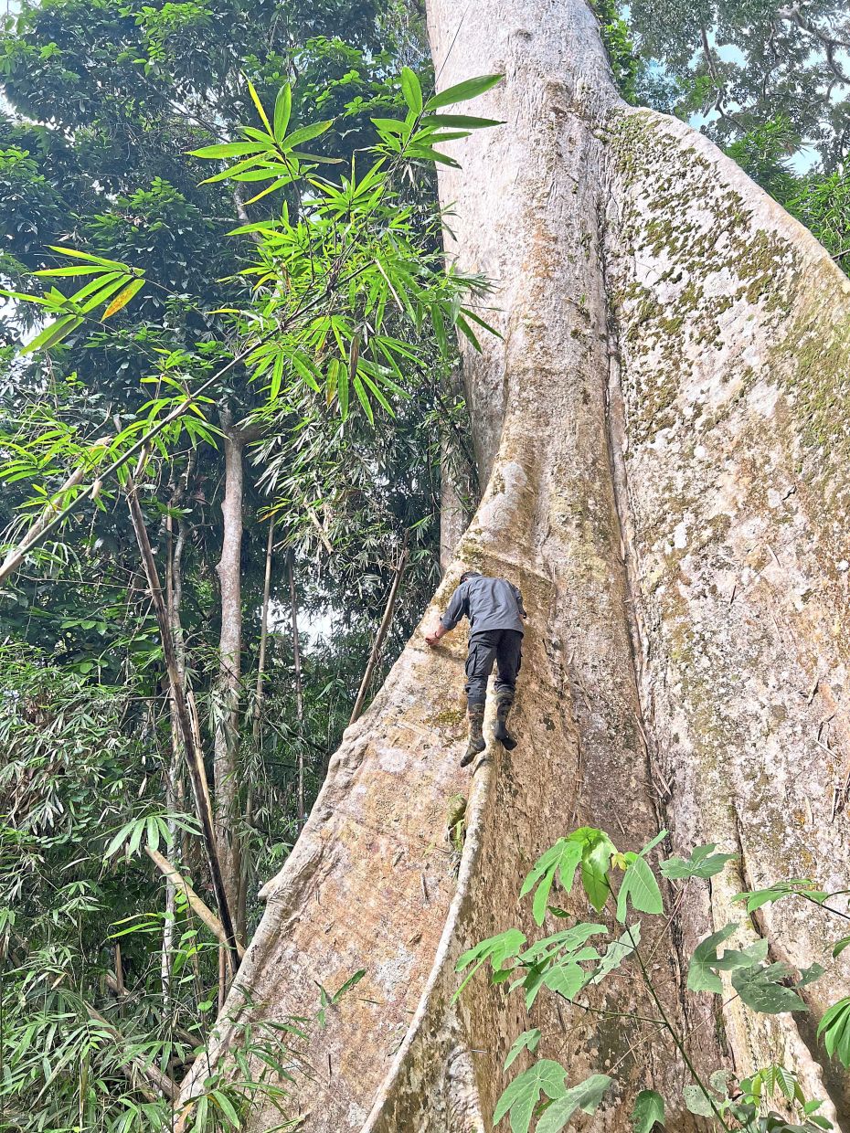 A local climber ascends a giant native tree deep in a forest in Indonesia. — WWF-US/Alexander Nicolas