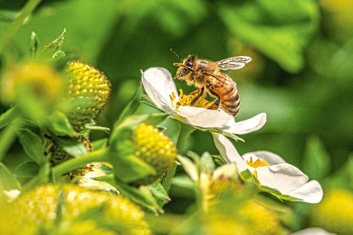 Bee on a strawberry flowerduring summer day