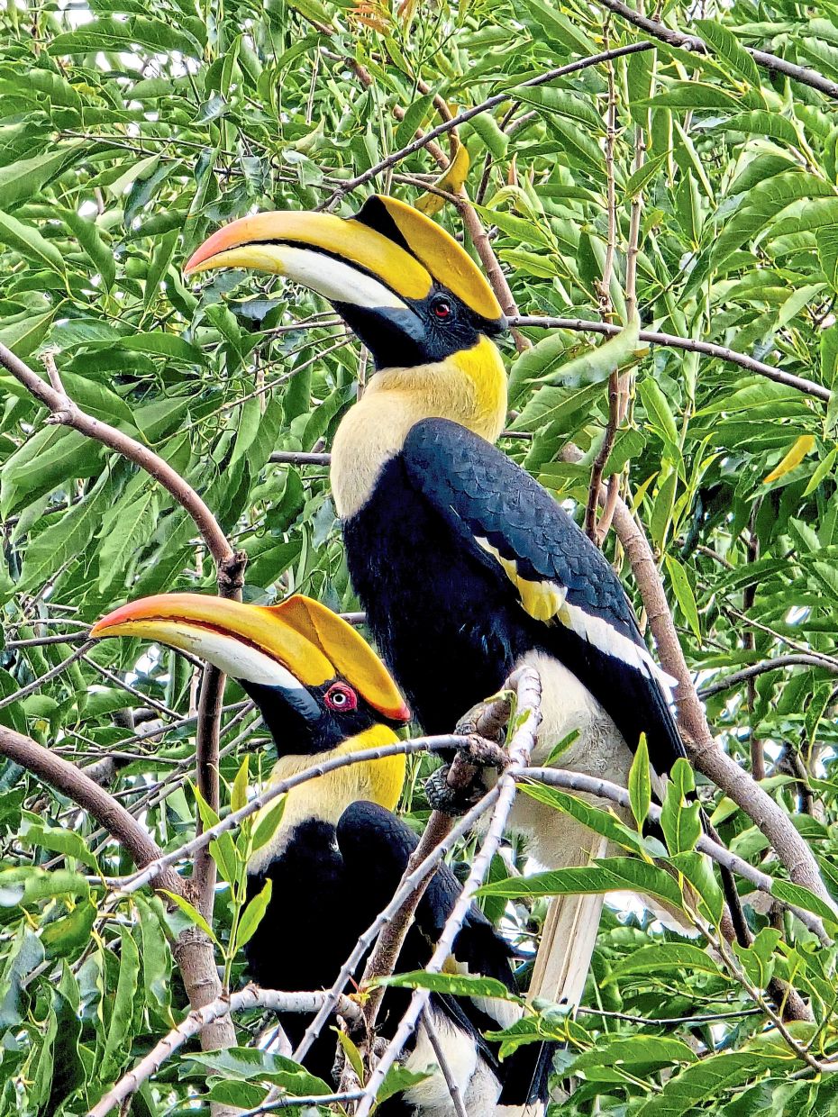 Vibrant hornbills sit high in the branches, surrounded by rich foliage on Koh Chang island. The striking colors of their beaks add charm to the tropical landscape during a sunny day.