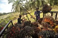 Palm oil expansion in Papua raises eyebrows