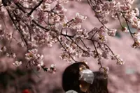 Japan releases first sakura forecast for 2026; Tokyo to see blooms from mid-March