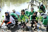 Conservation campaign sees over 150 mangrove trees replanted in and around KK