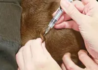 DVS investigating death of animals found in abandoned vet clinic