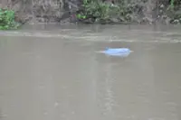 Riau’s viral humpback dolphin found dead in local river