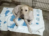 ‘Sponsorship can be as good as adoption’