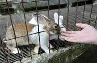 QuickCheck: Does a rabbit’s diet consist mainly of carrots?