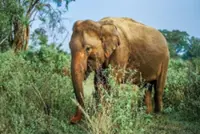 Sri Lanka arrests three men for burning elephant alive