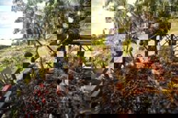 Palm oil expansion in Papua raises eyebrows