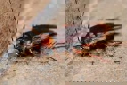 Manila teacher probed for forcing student to eat cockroach