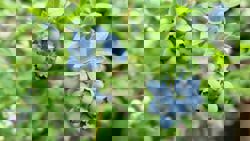 Australian firm to invest A$100mil in Laos berry farming project