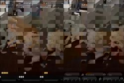 NParks investigating Singapore influencer over dog abuse allegations