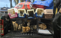 Forty cats rescued from Kuantan floods by animal lovers