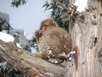 QuickCheck: Is there really a monkey that plays with snowballs?