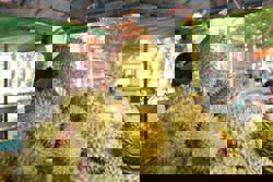 Laos cleared to export fresh durians to China as Malaysia, Thailand face new rival