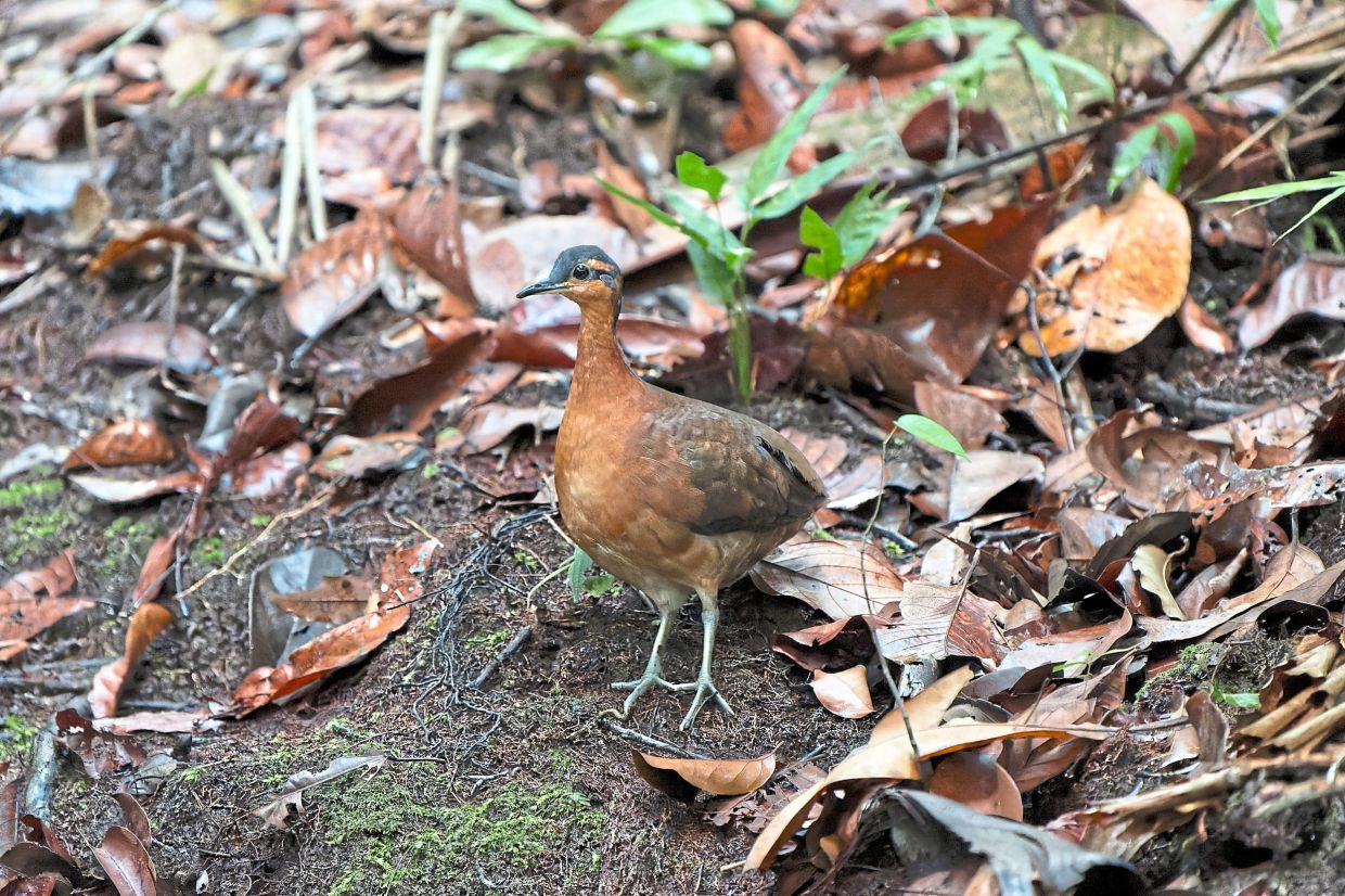 A dodo deja vu in the Amazon
