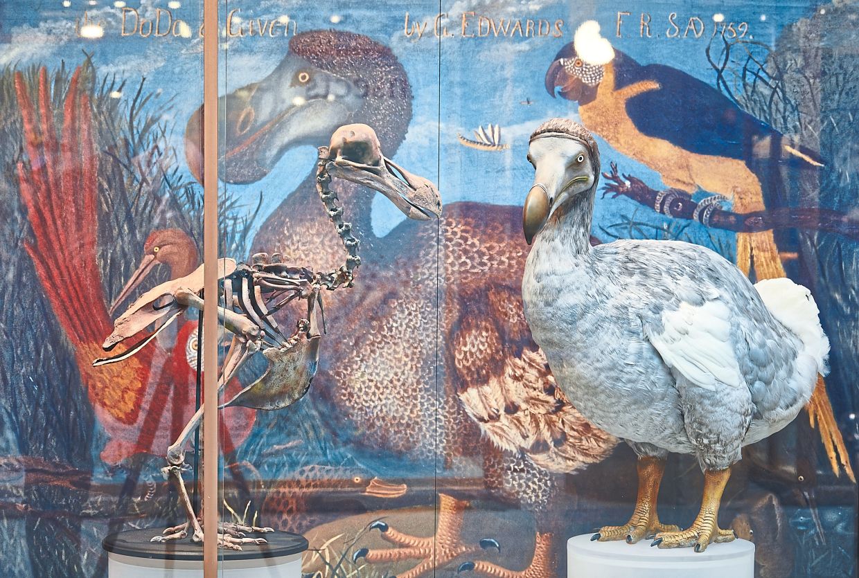 A dodo skeleton and reconstruction at the Oxford Museum of Natural History in England. — Luis Morais via The New York Times and Andy Haslam/The New York Times