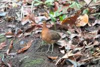 A dodo deja vu in the Amazon