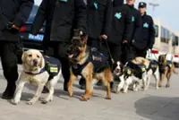 From Alsatians to autonomy: China seeks home-grown edge in police dogs