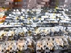 Exploring Perth's vibrant blend of sports, cuisine and culture