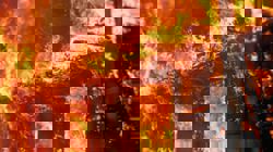 Recent fires expose glaring oversights