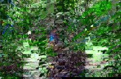 Too close for comfort: Proposed condo in TTDI raises concerns of damaging Bukit Kiara ecosystem