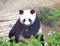 Zoo Negara teases giant pandas Chen Xing, Xiao Yue's public debut