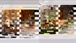 Thailand tightens ownership rules on lion-tiger hybrid animals ‘liger’ and ‘tigon’