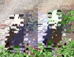 Zoo Negara teases giant pandas Chen Xing, Xiao Yue's public debut