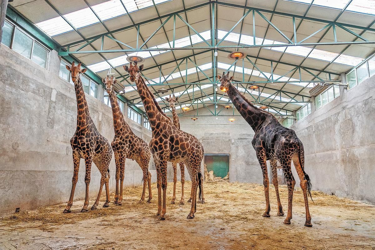Giraffes are kept in a warm enclosure at the zoo. - Supplied