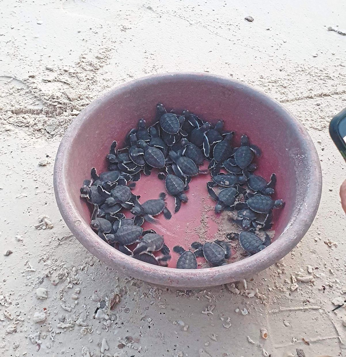 Green sea turtle hatchlings being readied for release. Consistent and sustained conservation efforts have helped improve the marine animals’ numbers. — MELODY L. GOH/The Star