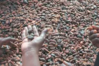 Cocoa prices fall. Why isn’t chocolate cheaper?