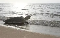 The fight to save Malaysia's sea turtles must go on