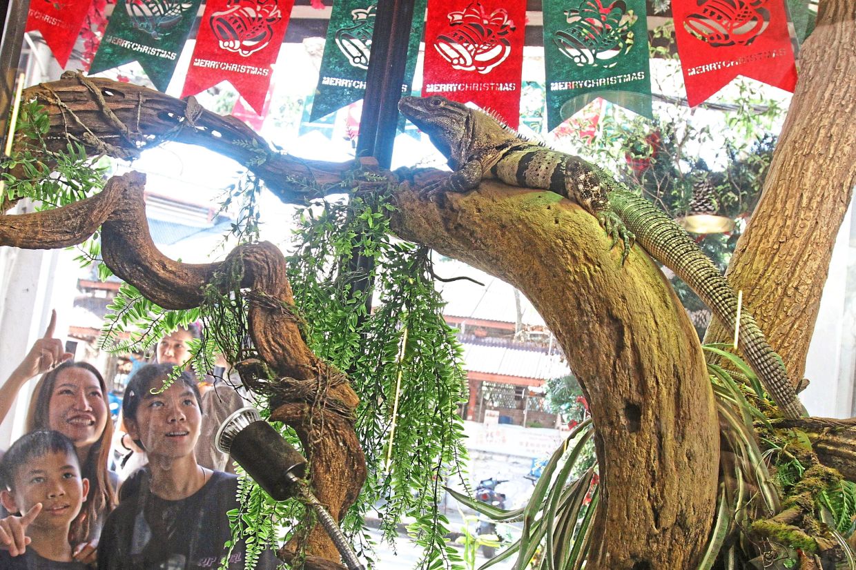 New rules for dining with your pet