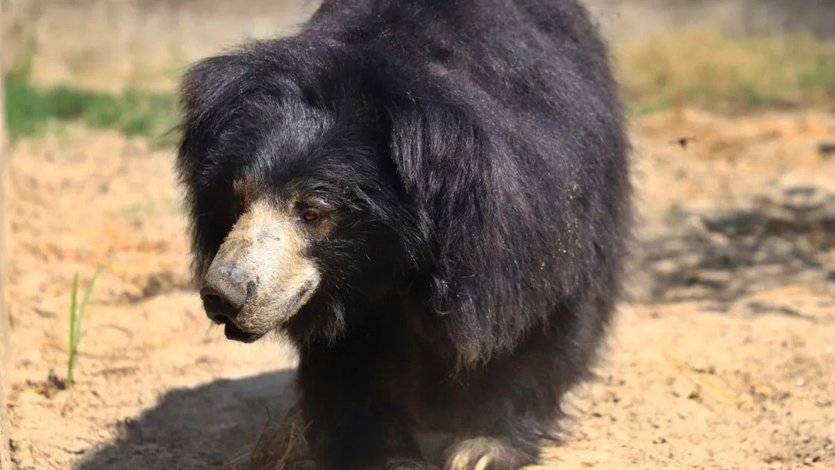 Child dragged from classroom in second bear attack at same school in India