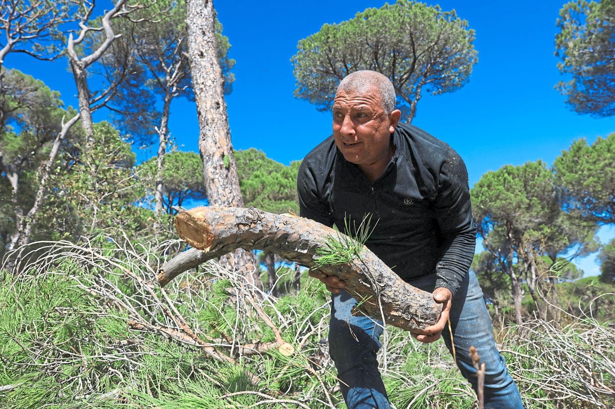 Destroyed by insects: Lebanon’s historic pines are dying, one cone at a time